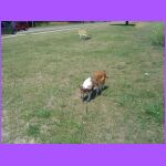 Belle In Wisconsin.jpg